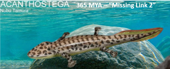 <p>Fossils like Acanthostega show limbs evolved before full terrestrial life.</p>