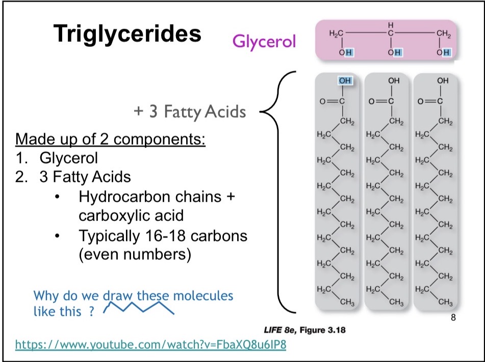 <p>Made up of 2 components: 1) Glycerol 2) 3 Fatty Acids</p>