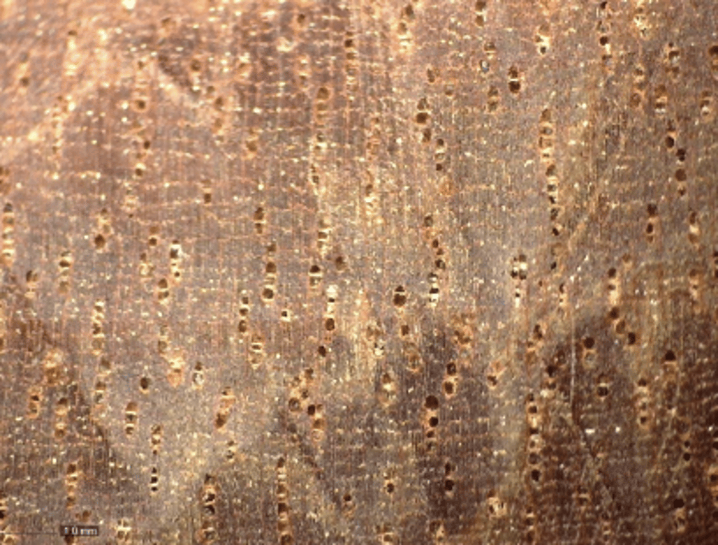 <p>Wood reddish brown; radial multiples of 2-3, pore cluster; concentric parenchyma</p>