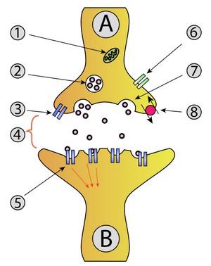 <ul><li><p>A: Neuron (axon)</p></li><li><p>B: Neuron (dendrite)</p></li></ul><ol><li><p>mitochondria</p></li><li><p>vesicles</p></li><li><p>receptor</p></li><li><p>synapse</p></li><li><p>receptor</p></li><li><p>calcium channel</p></li><li><p>release neurotransmitter</p></li><li><p>re-uptake</p></li></ol>