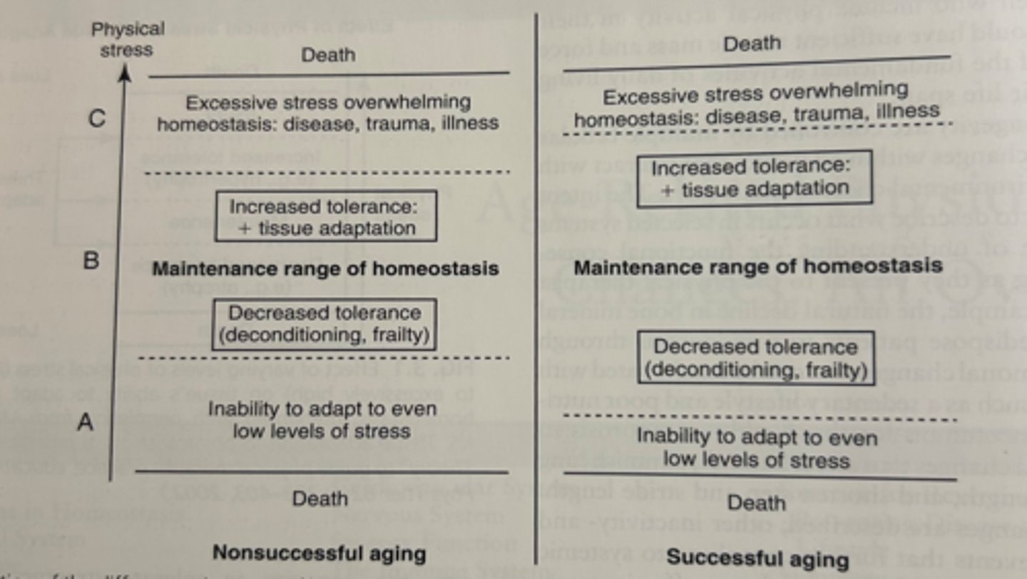 <p>changes in the relative level of physical stress cause a predictable adaptive response in biological tissue</p>