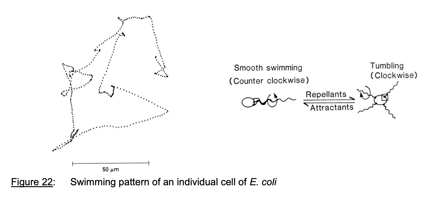 <p>Biased random walk</p><ol><li><p>cell swim in relatively straight lines → runs</p></li><li><p>rotating flagella in counter-clockwise direction for 1 sec</p></li><li><p>Then reverse flagellar motar for 0.1 sec (tumble)</p></li><li><p>New run in random direction</p></li><li><p>Length of run is biased→ runs are longer in favourable and shorter in unfavourable directions</p></li></ol><p></p>