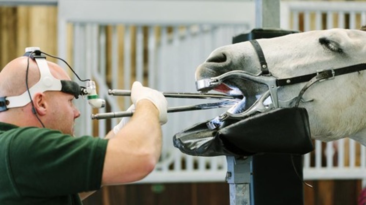 <p>Process of filing down sharp edges &amp; uneven surfaces on their teeth to improve chewing &amp; efficiency</p>