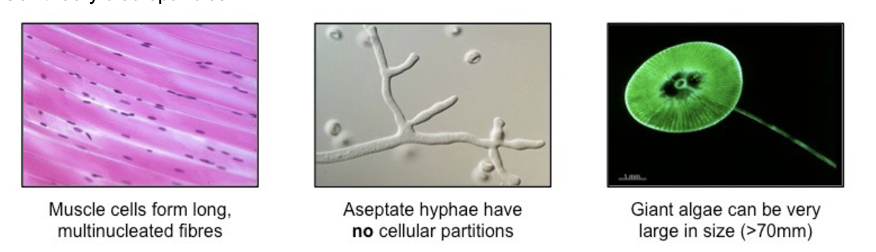 <ul><li><p>striated muscle fibers: not an autonomous unit</p></li><li><p>aseptate fungal hyphae: not discrete cells</p></li><li><p>giant algae: not microscopic cells (unicellular algae may grow very large)</p></li></ul><p></p>