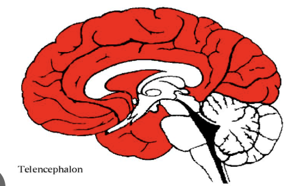 <p>the “highest” thinking part of the brain</p>