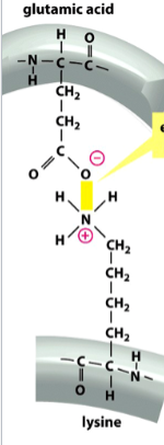 <p>a type of non-covalent interaction</p><p>attractions between ionized (charged) groups</p><p>depicted in yellow</p>