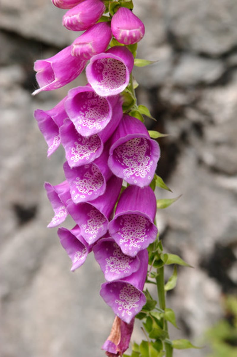 <p>Drug used to treat heart failure and made from the Foxglove plant.</p>
