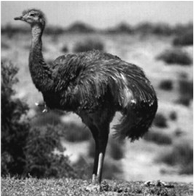 <p>Orden Rheiformes</p>