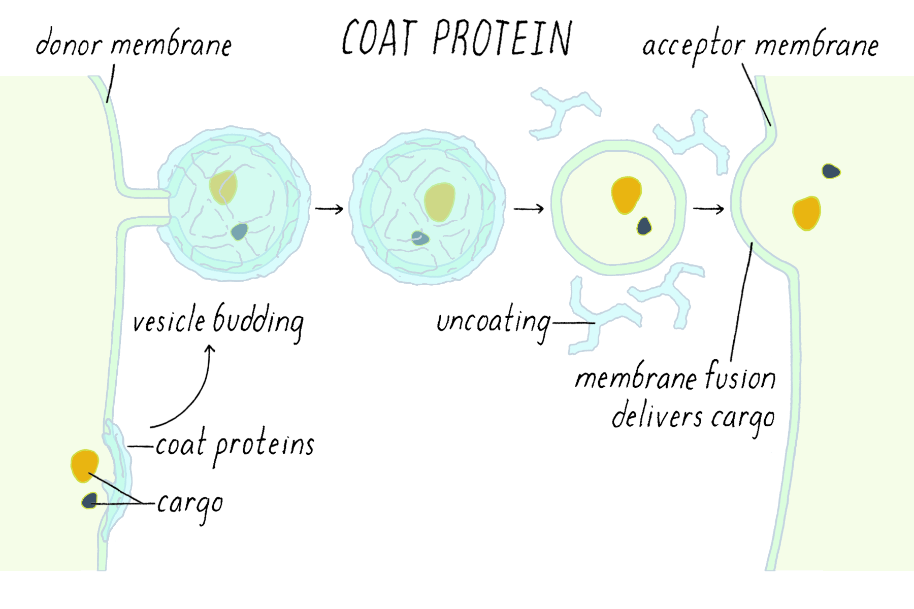 <p>shape the vesicle and help recruit adaptins</p>