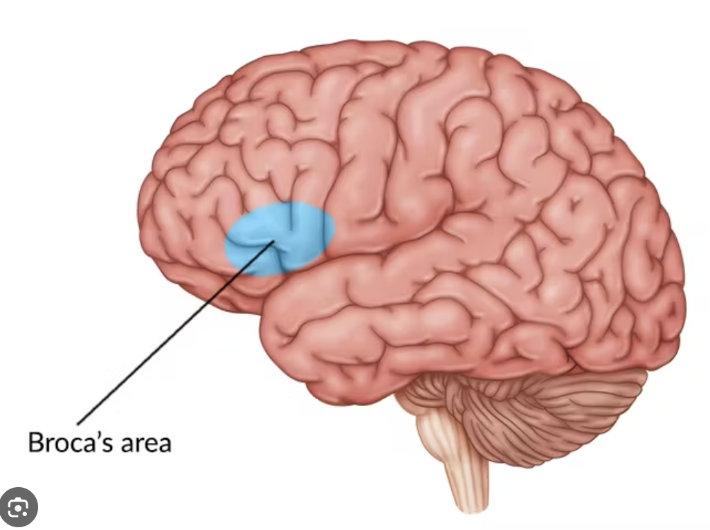 <p>Broca’s area</p>