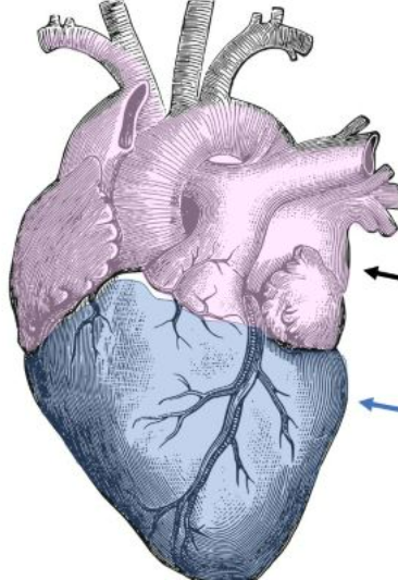 <p>superior margin of the heart, line drawn across the large blood vessels, purple</p>