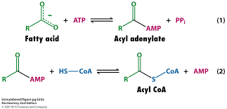 <p>acyl adenylate (only the activated form can react with coA)</p>