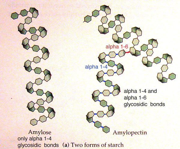 <ul><li><p>Amylose only has <strong>alpha 1-4 glycosidic bonds</strong></p></li><li><p>Amylopectin has <strong>alpha 1-4 and 1-6 glycosidic bonds</strong></p></li></ul><p></p>