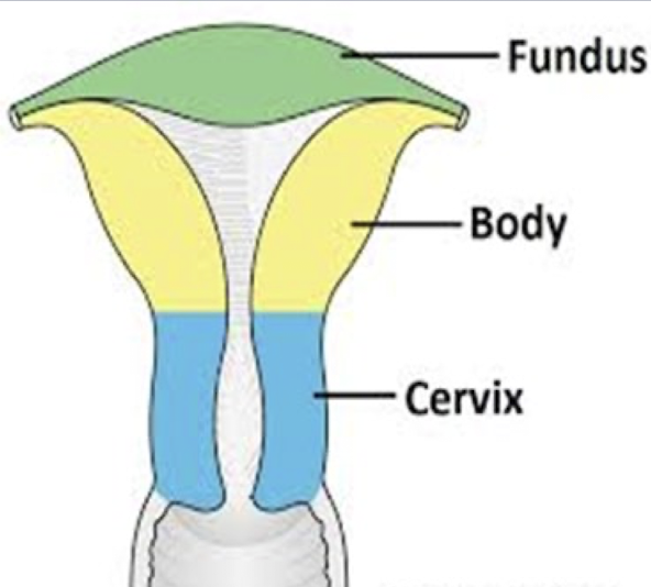 <ul><li><p><strong>thick</strong> <strong>walled</strong>, <strong>pear-shaped</strong>, <span style="color: yellow;"><strong>muscular</strong> organ</span></p><ul><li><p>uterus must be able to stretch and flex to push baby out</p></li></ul></li><li><p>3 major sections:</p><ul><li><p><strong>fundus</strong></p></li><li><p><strong>body</strong></p></li><li><p><strong>cervix</strong></p></li></ul></li></ul><p></p>