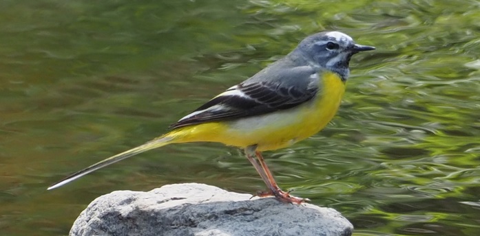 <p>zařaď živočicha do systému</p><p>Třída - řád - čeleď - druh čeština (latina)</p>