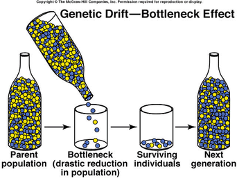 <p><strong>Bottleneck Effect</strong></p>