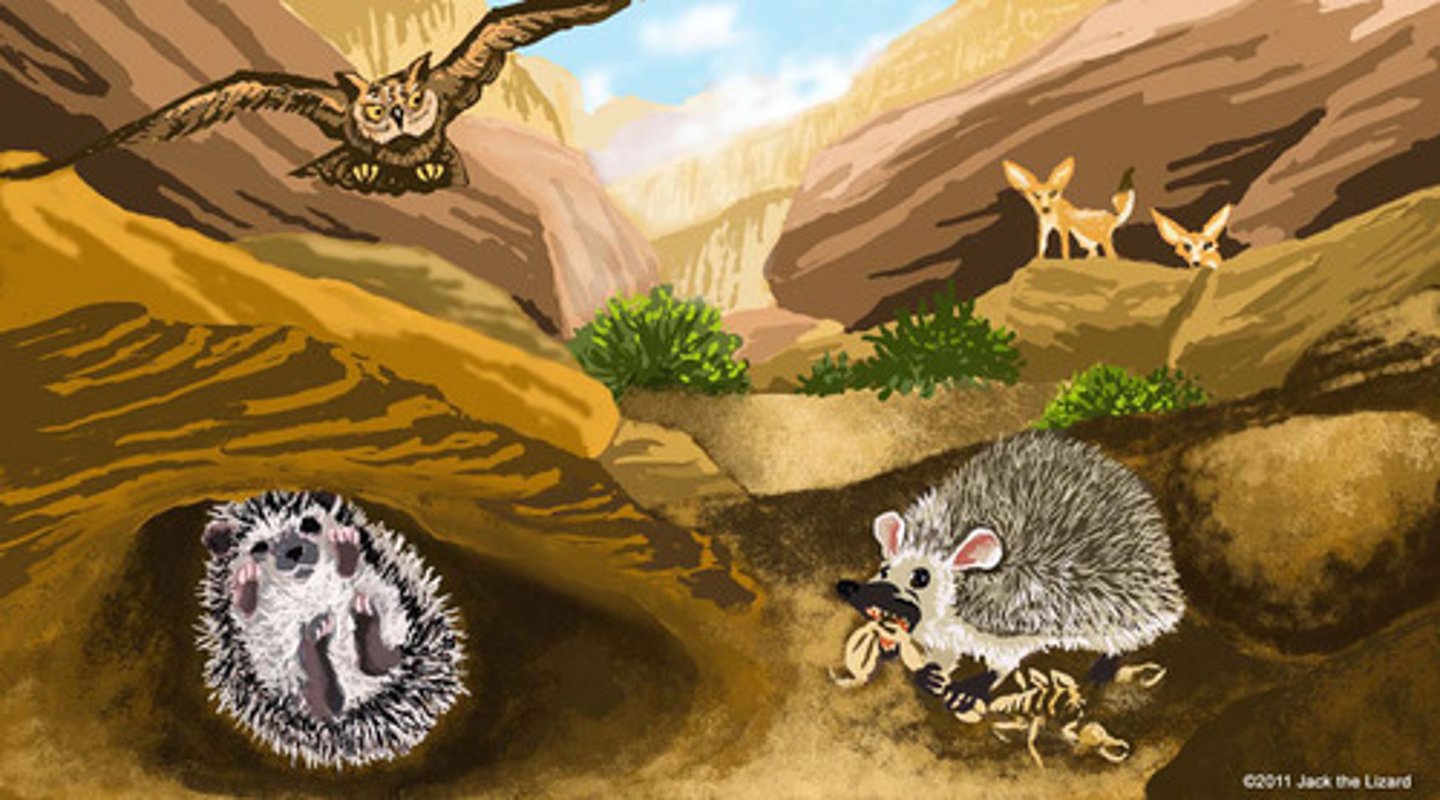 <p>To spend hot dry summers in an inactive/dormate state</p>