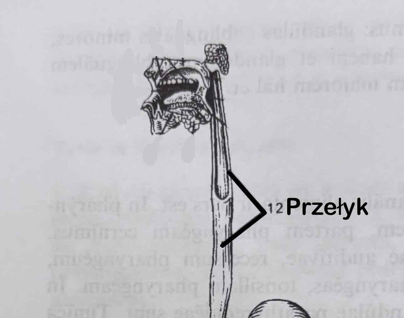 <p>Przełyk</p>