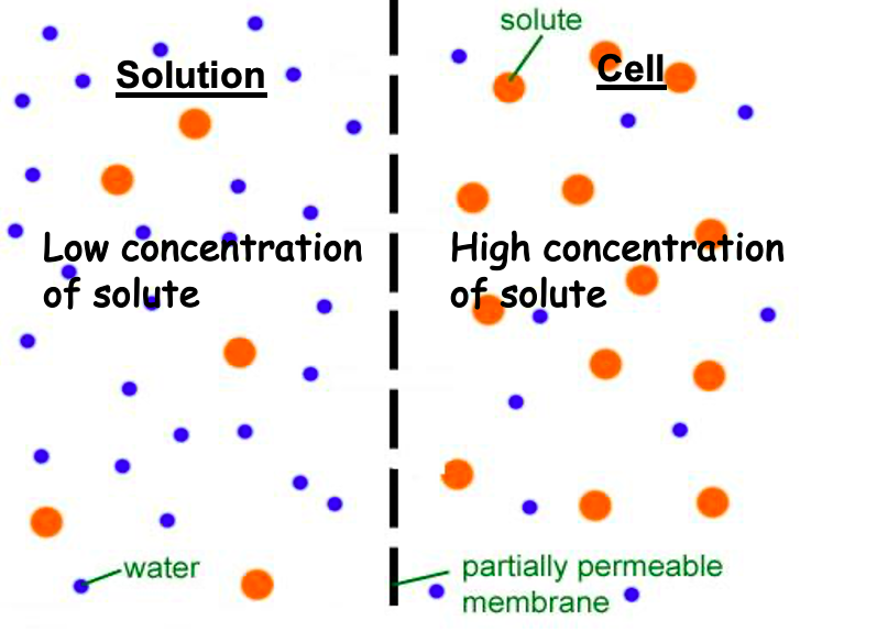 <p>The solution has the <strong>lower</strong> concentration of solute as the cell or solution it is being compared to.</p>