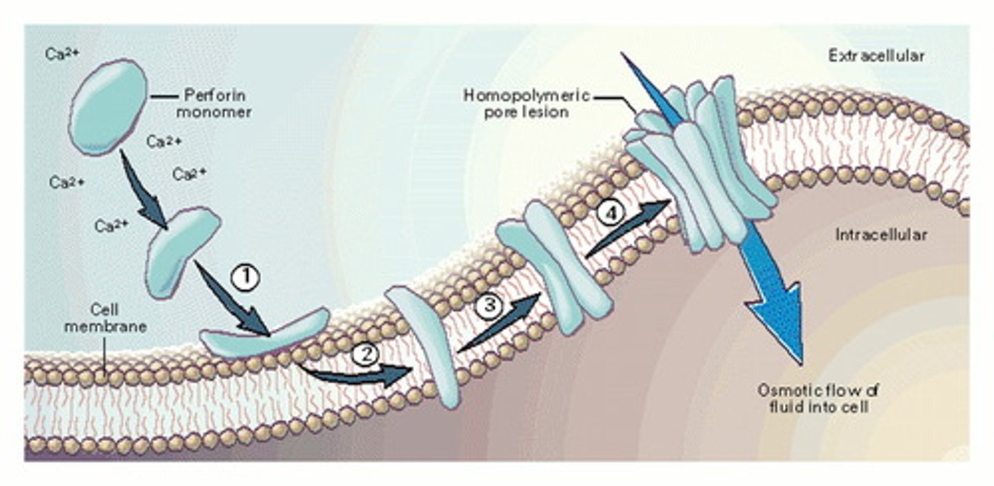 <p>Perforins make holes in the cell's membrane, resulting in fluid flowing into the cell. This causes Cytolysis by bursting the cell.</p><p>Granzymes will induce Apoptosis (a type of programmed cell death) in the infected or cancerous cell.</p>