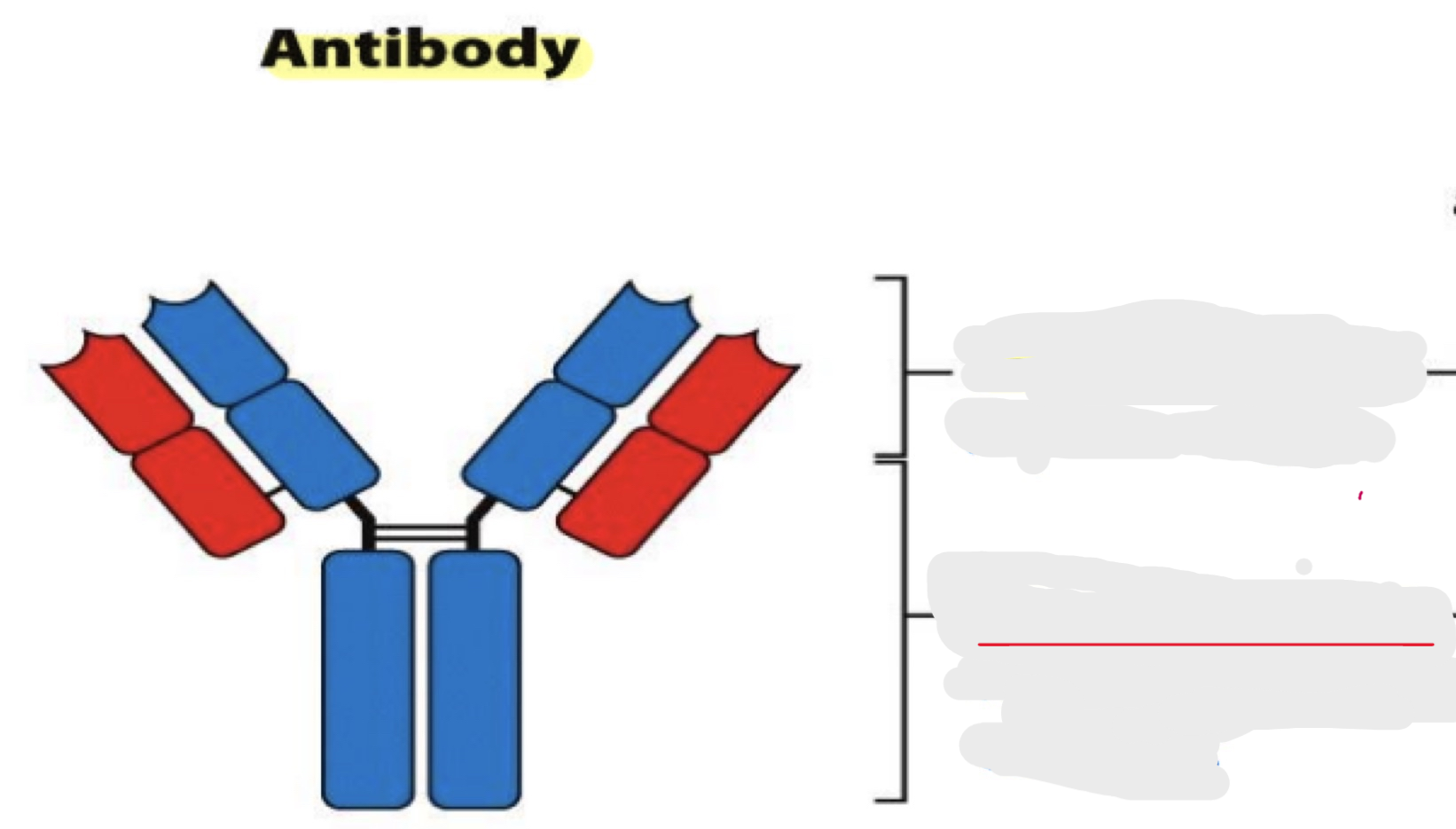 <p>linear epitope</p>