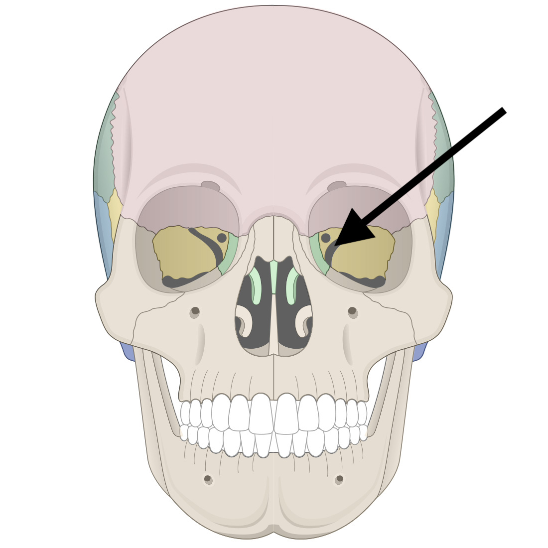 <p>Name the bone marking</p>