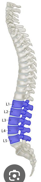 <p>what vertebra is this section called?</p>