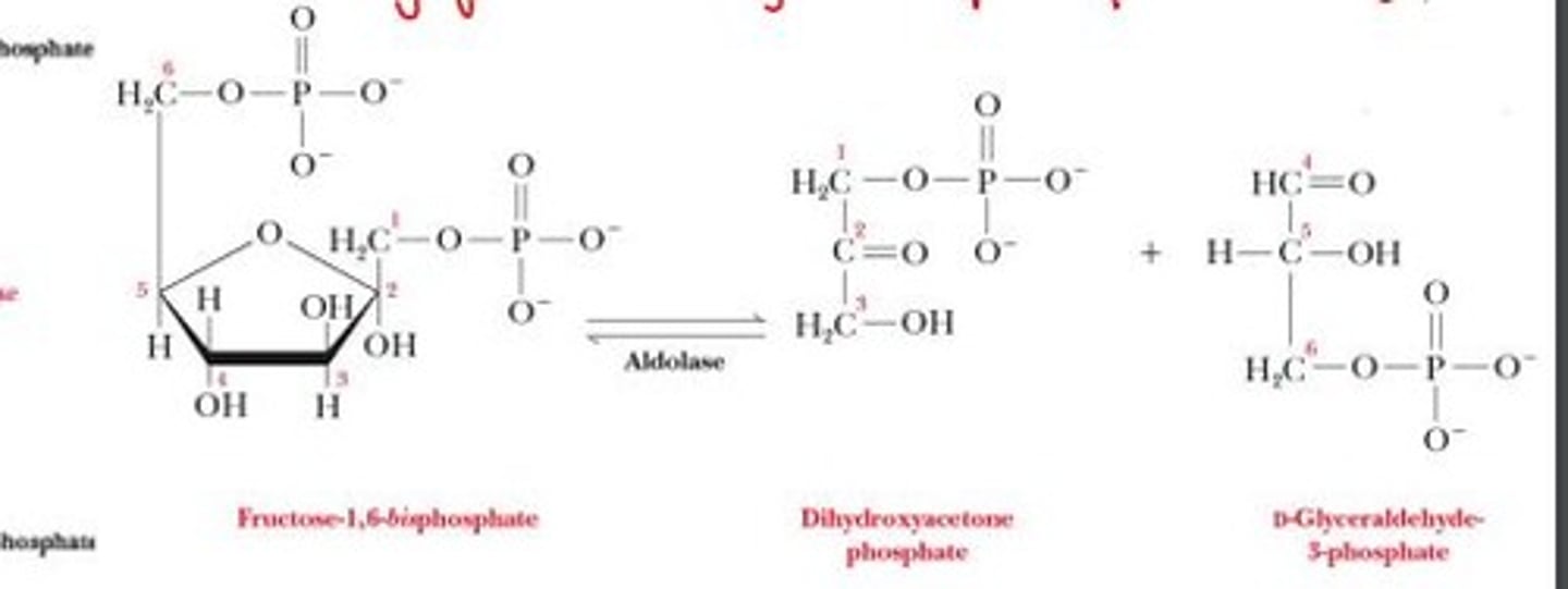 <p>dihydroxyacetone phosphate (DHAP) and glyceraldehyde 3-phosphate (GA3P)</p>