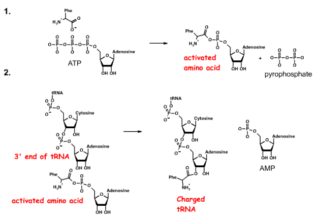 <ol><li><p>amino acid + ATP = activated amino acid (aminoacyladenylate) + PPi</p></li><li><p>3’ end tRNA + activated amino acid = charged tRNA + AMP</p></li></ol><p></p>