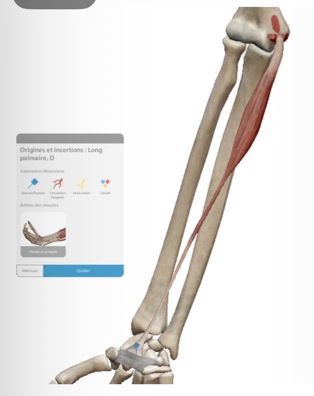 <p>Muscle inconstant présent dans environ 70 % des cas</p>