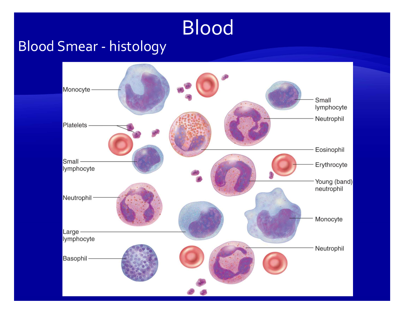 <p>blood= plasma (fluid part) + formed elements (all the cells/cytes in the pic)</p><p></p>