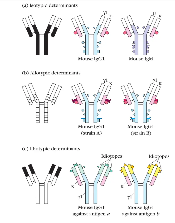 <ul><li><p>a minor variation in amino acid sequence in a particular class of immunoglobulin molecules that is inherited in Mendelian fashion</p><ul><li><p>(genetic variations in the constant regions)</p><p></p></li></ul></li></ul><p></p>