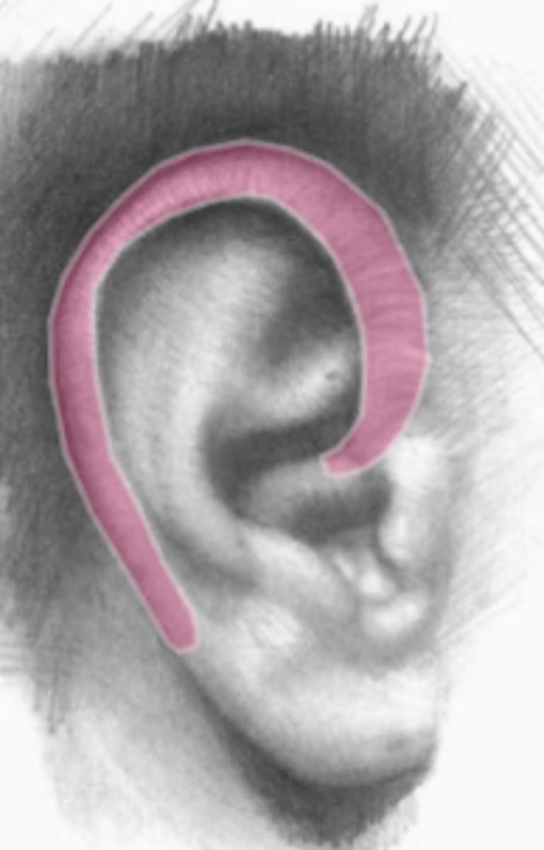 <p>name this part of the ear</p>