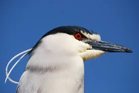 <p>closing mandible line</p><p> is in line with axis of head </p><p>heron </p>