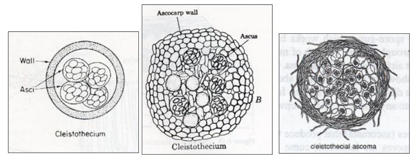 <p>Cleistothecium (cleistothecia pl.) a completely closed ascocarp</p>