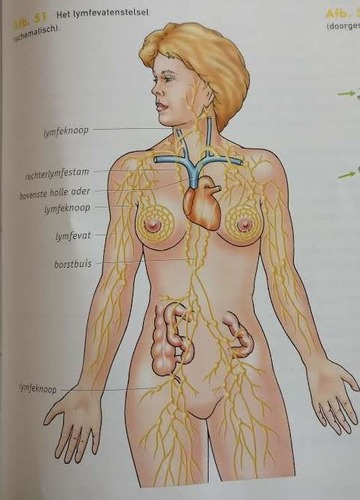 Deze loopt door heel het lichaam met het veneuze systeem mee. Het systeem begint blind in het weefsel. Het verzamelt overtollige extracellulaire vloeistof. Deze vloeistof wordt gebundeld in lymfevaten. Deze lymfevaten monden uit in de bloedbaan. Dit gebeurt op twee plekken bij de bovenste holle ader. Bij de ene plek mondt de vloeistof uit het hoofd uit en op de andere plek mondt de vloeistof van de rest van het lichaam uit. Op verschillende plekken in het lichaam liggen lymfeknopen, hier worden bepaalde delen van de vloeistof opgeslagen. 
Het stelsel heeft nog twee andere taken. Het vervoert vetten vanuit het maagdarmstelsel naar de bloedbaan. Deze vetten komen namelijk niet via het poortstelsel de aderen in. Daarnaast speelt het een belangrijke rol bij het afweersysteem in het lichaam.