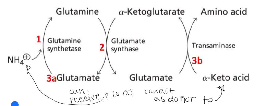 <p>1. Glutamate assimilates ammonia to form glutamine.</p><p>2. Two glutamate molecules are formed from the reductive amido transfer between α-ketoglutarate and glutamine.</p><p>3a. Glutamate (a) can assimilate another ammonia</p><p>3b. Glutamate (b) can transfer an amino group to an α-keto acid to form a different amino acid which regenerates α-ketoglutarate.</p>