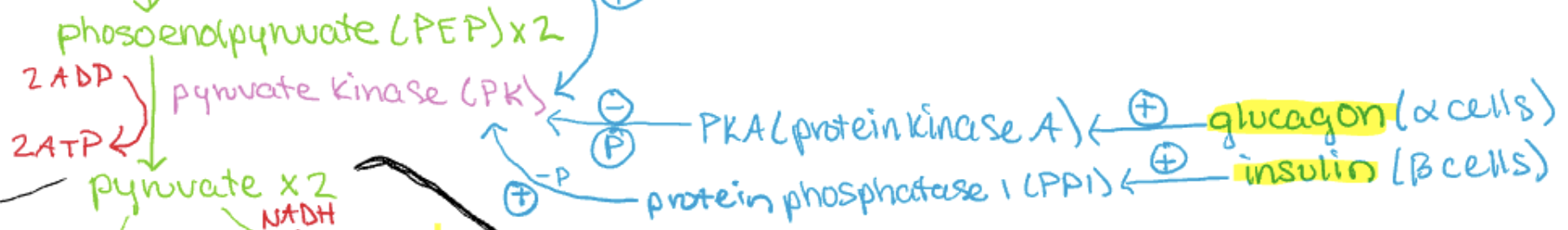 <p>phosoenolpyruvate (PEP) x2 → pyruvate x2</p><p>uses enzyme pyruvate kinase (PK)</p><p>irreversible step</p><p>2 ADP→2 ATP</p>