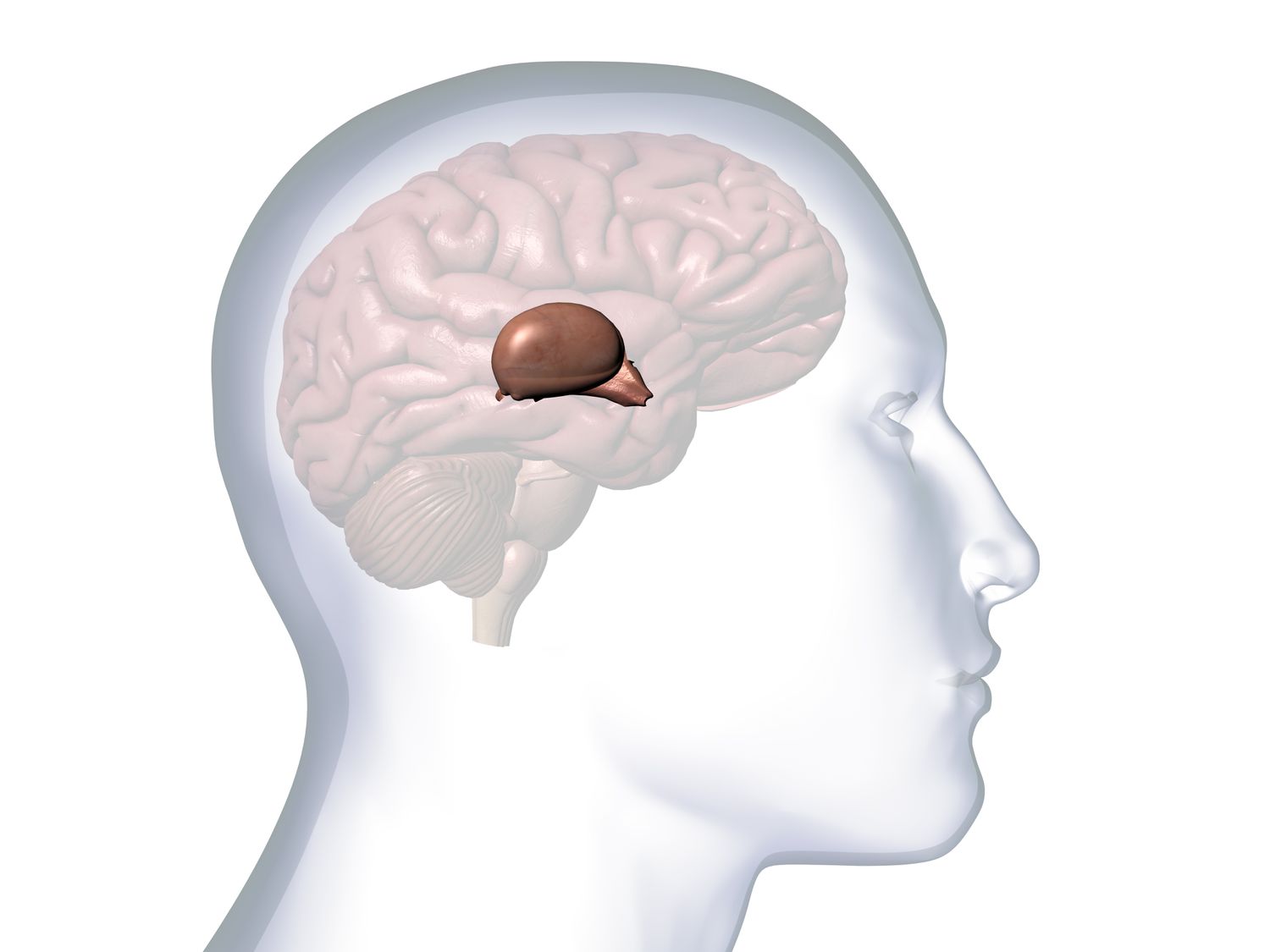  __Pineal Gland__