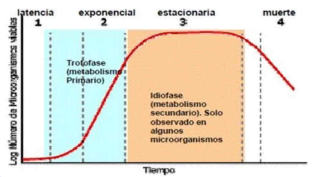 <p>Lag, Log, Estacionaria , Muerte</p>