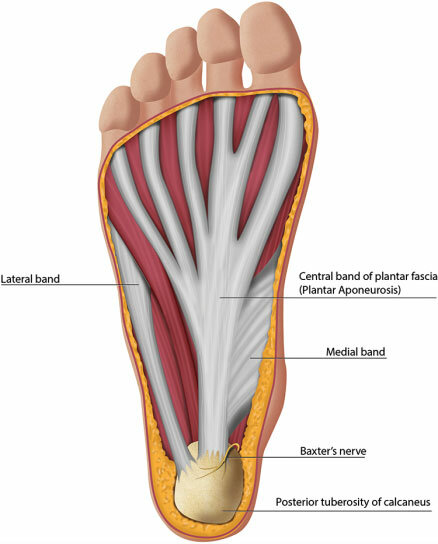 <p>bottom of foot</p>