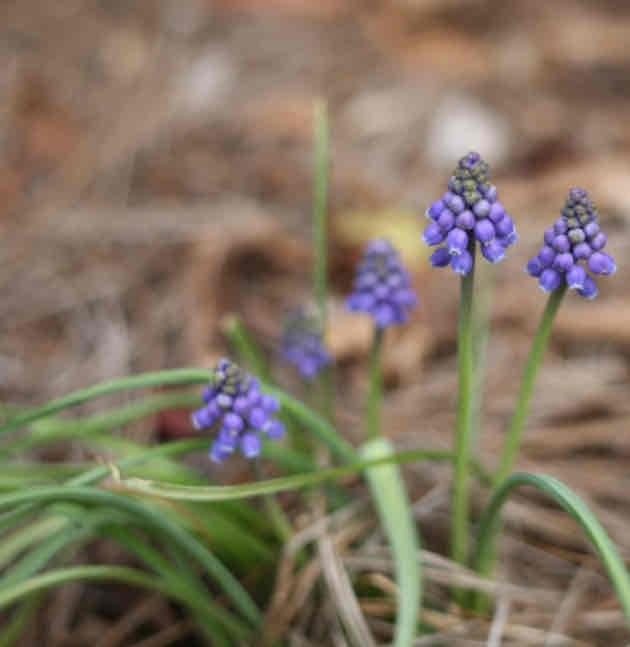 <p><span>Muscari armeniacum</span></p><p><span>Grape hyacinth</span></p>