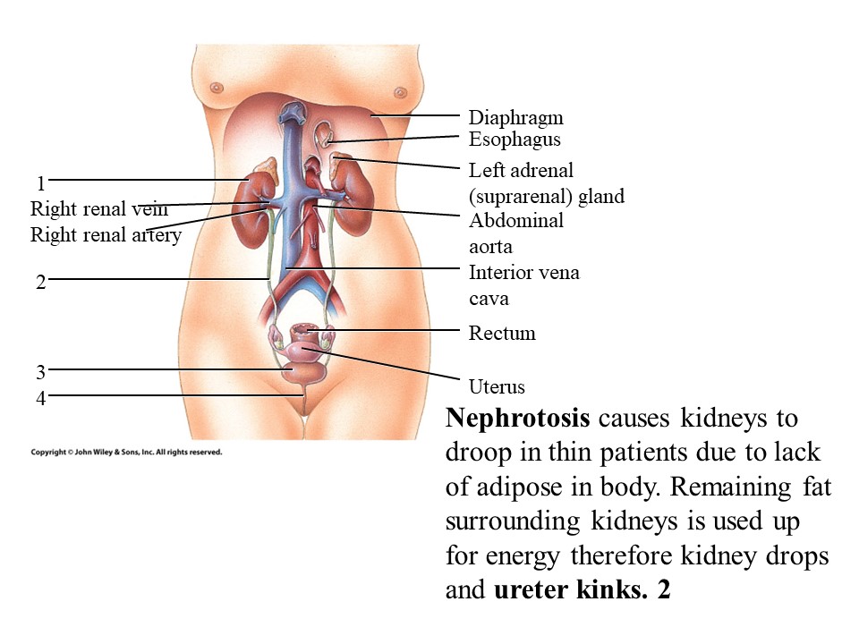 <ol start="2"><li><p>Ureter</p></li></ol>