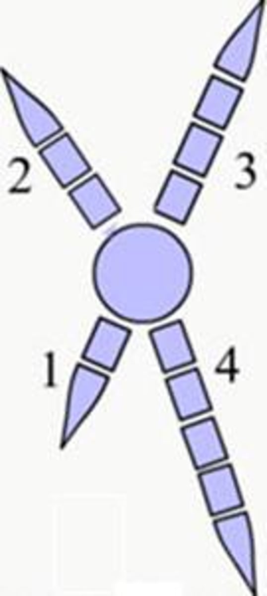 <p>having the toes arranged two in front and two behind (owls)</p>