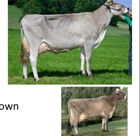 <p>DAIRY CATTLE BREEDS: what is the breed, origin, size, milk, and milk fat?</p>