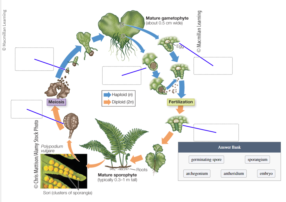 <p>Identify stages that occur in the fern life cycle:</p><ul><li><p>Archegonium</p></li><li><p>Sporangium</p></li><li><p>Germinating sore</p></li><li><p>Embryo</p></li><li><p>Antheridium</p></li></ul>