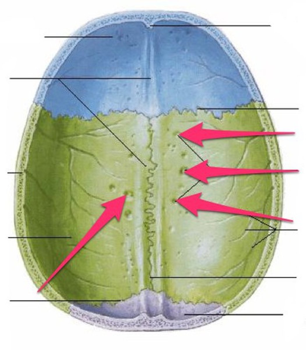 <p>Arachnoid granulations that return CSF to the venous circulation via the superior sagittal sinus</p>