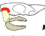 <p>Jaw attaches mainly through hyomandibula</p><p>Found in most modern bony fishes</p>