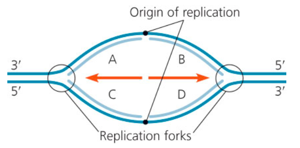 <p>Considering that a new DNA strand can elongate only in the 5′ → 3′ direction. <span><span>Which of the segments of new DNA (lighter blue) would be lagging strands, synthesized as a series of smaller Okazaki fragments?</span></span></p>