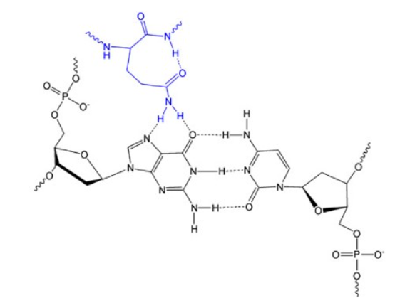 <ul><li><p>A major structural motif capable of binding DNA</p></li><li><p>Consists of two α-helices connected by a short loop </p></li><li><p>Both DNA bases and groups of DNA sugar-phosphate backbone are involved in hydrogen bonding with the protein groups </p></li></ul>